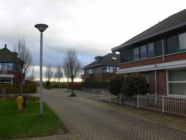  - Heerjansdam , Koekoeksbloem