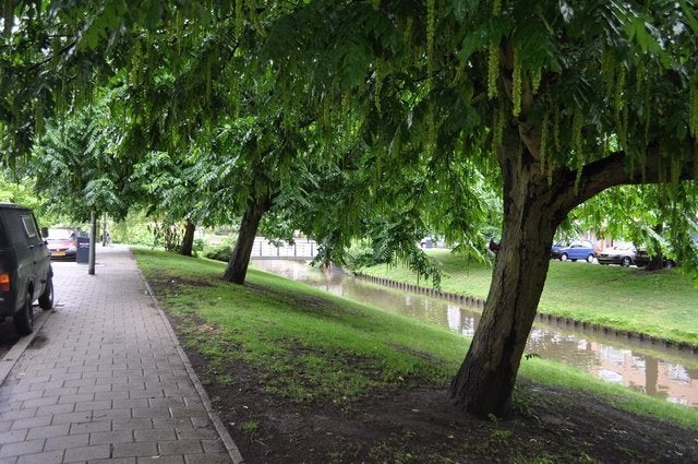 Swammerdamsingel, Schiedam