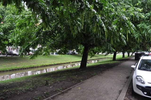 Swammerdamsingel, Schiedam